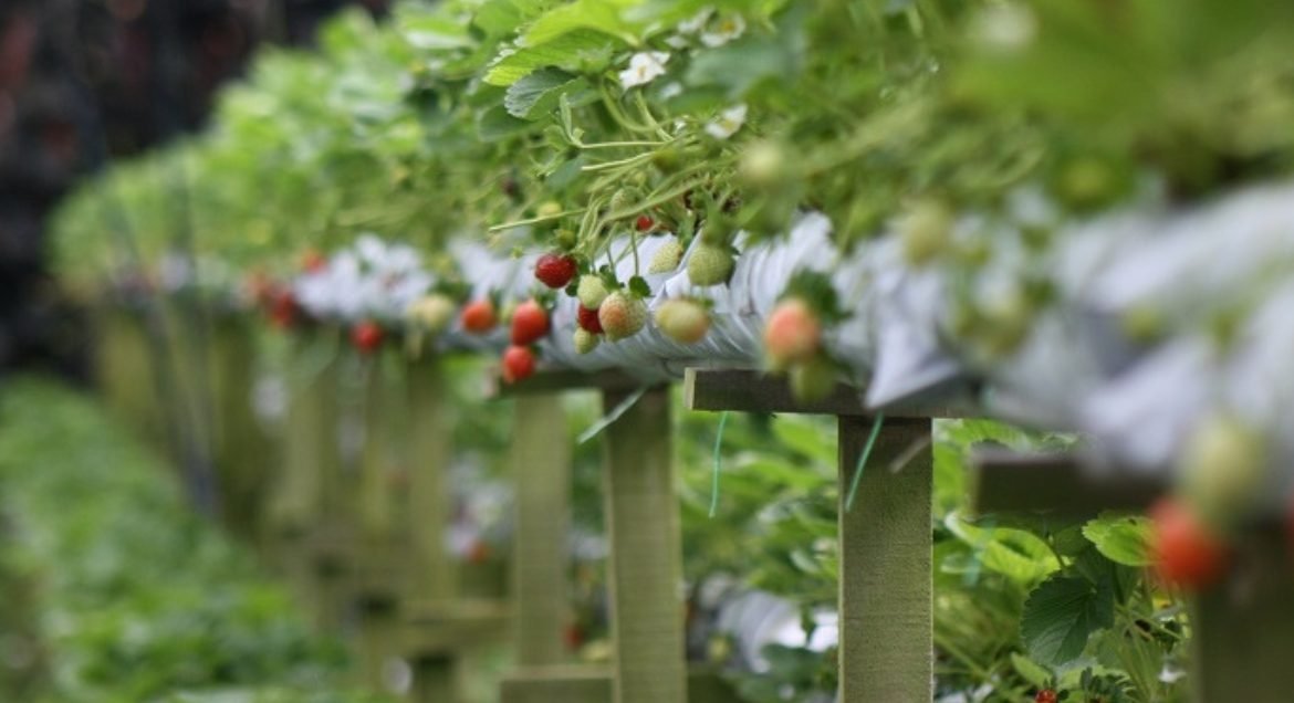 Strawberry Leisure farms
