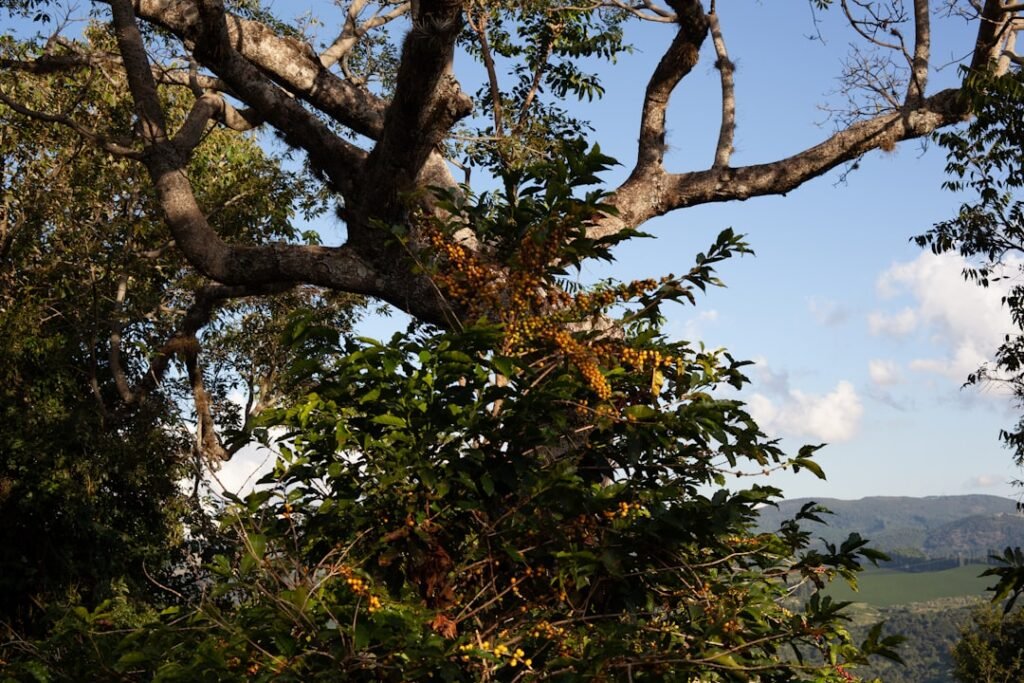 Photo Coffee plantation