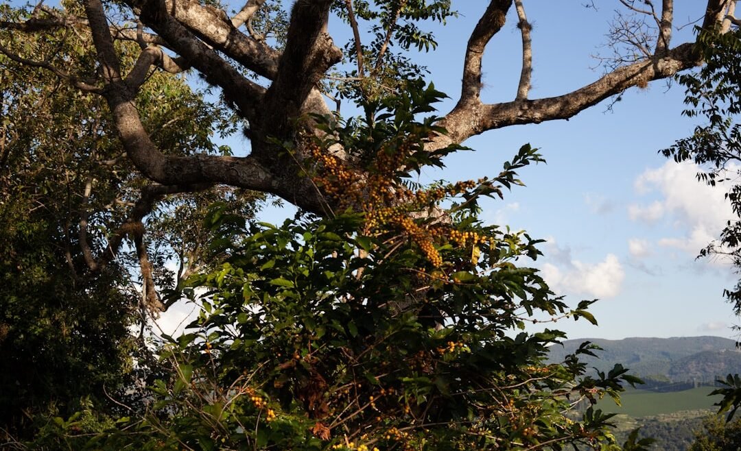 Photo Coffee plantation