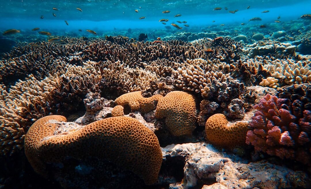 Photo Great Barrier Reef