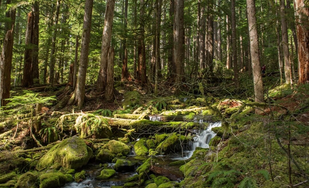 Photo Lush rainforest