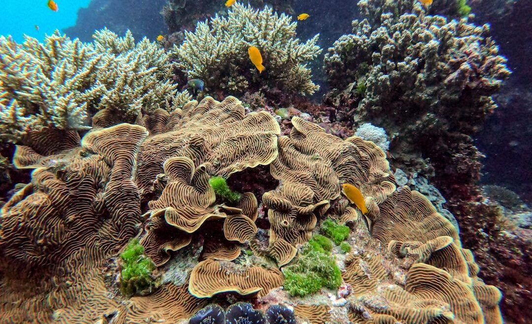 Photo Great Barrier Reef