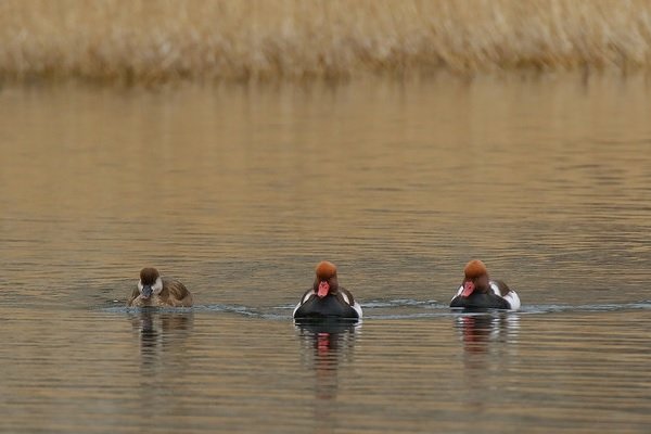 Gamebird in lakes of Pakistan