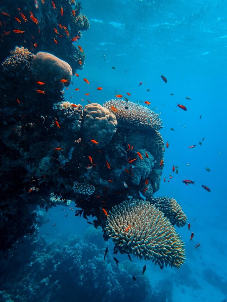 pangkor