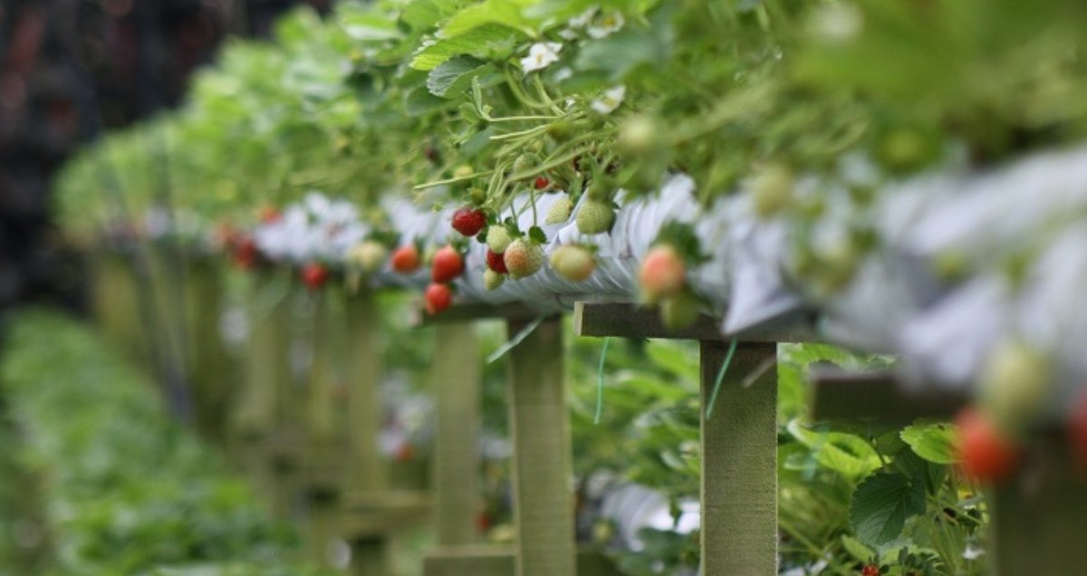 Strawberry Leisure farms