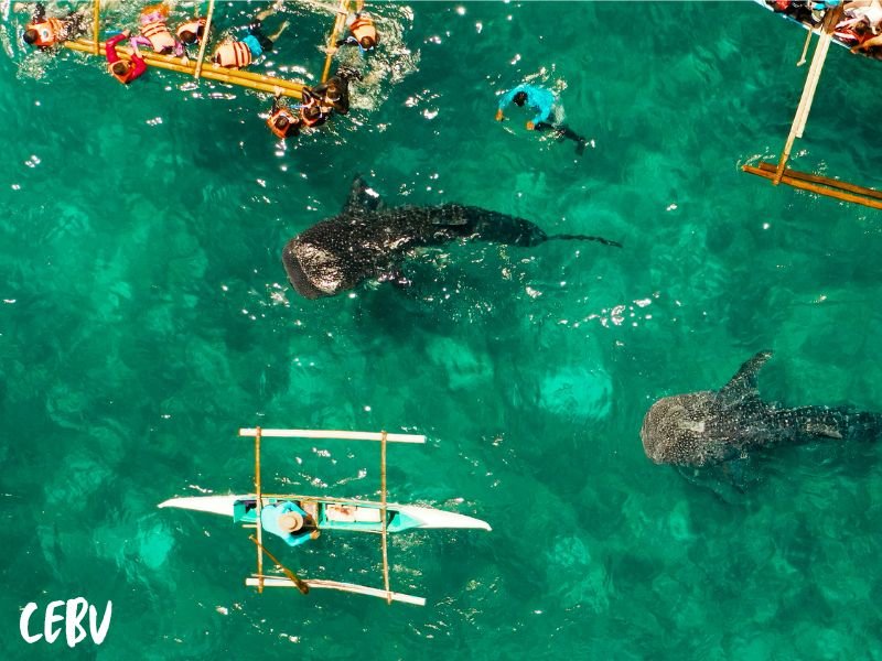 snorkelling in coron