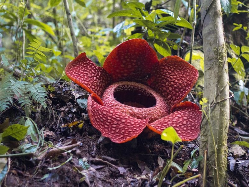 Rafflesia, the world’s largest flower,