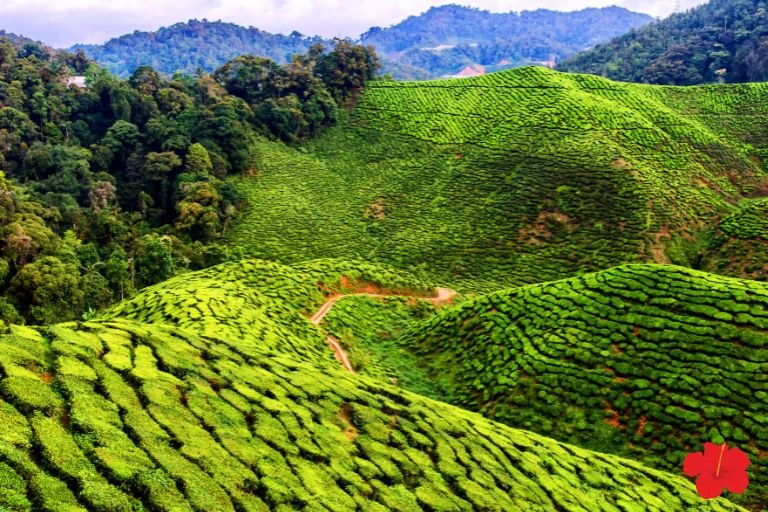cameron highlands malaysia