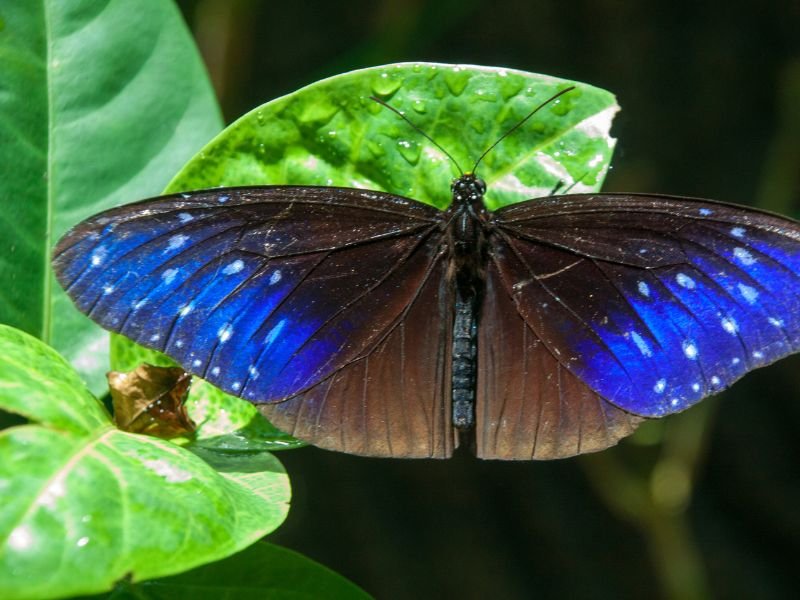 butterflies in cameron highlands
