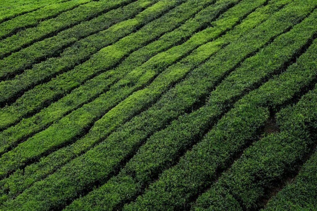 Photo Tea plantation