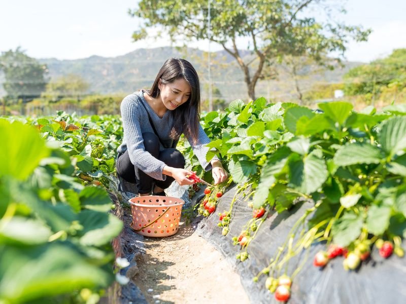strawberry picking in cameron highlands